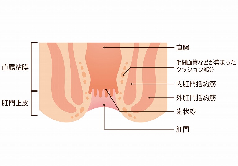 肛門の構造